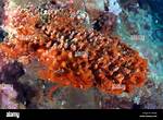 Red Slime Algae