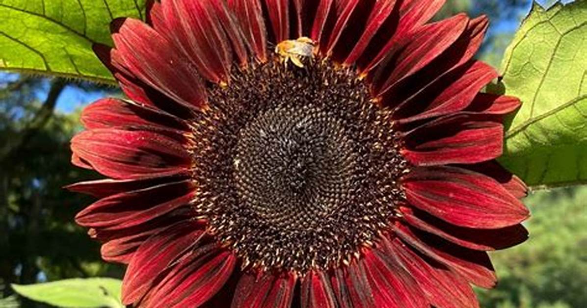Red Sunflower