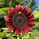 Red Sunflower