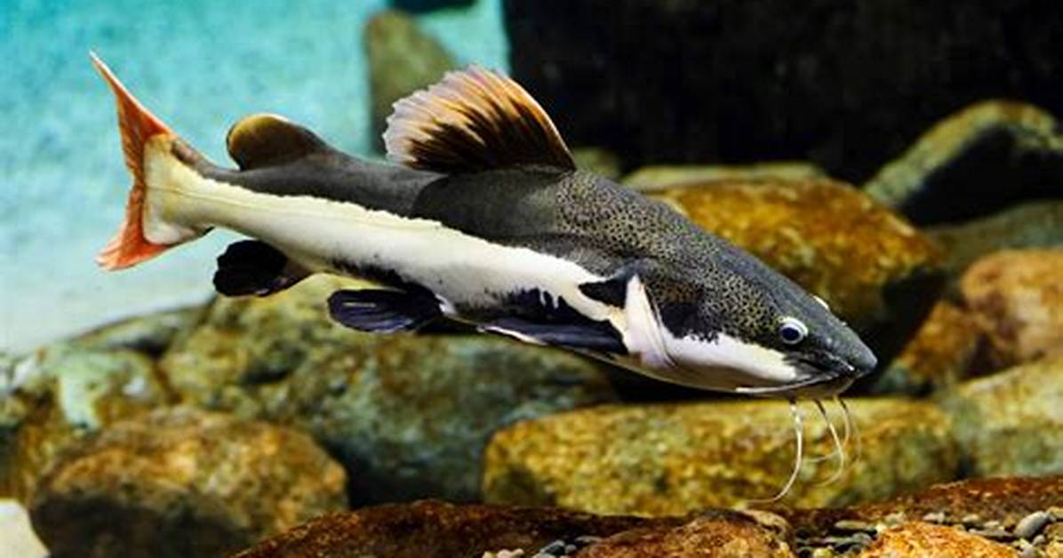 Red Tail Fish