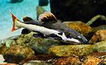 Red Tail Fish