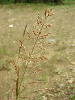 Red Top Grass