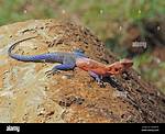 Redhead Agama