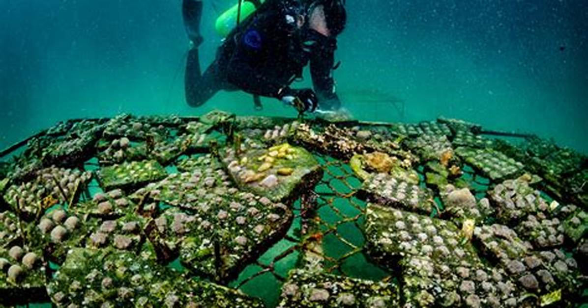 Reef Revival