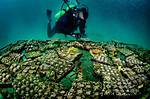 Reef Revival