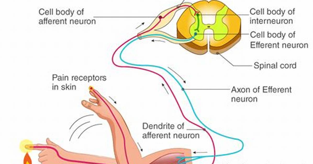 Reflex Arc Steps