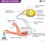 Reflex Arc Steps