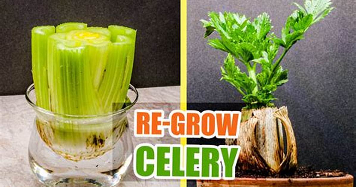 Regrowing Celery