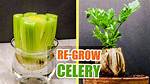 Regrowing Celery