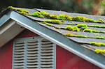 Remove Moss from Roof