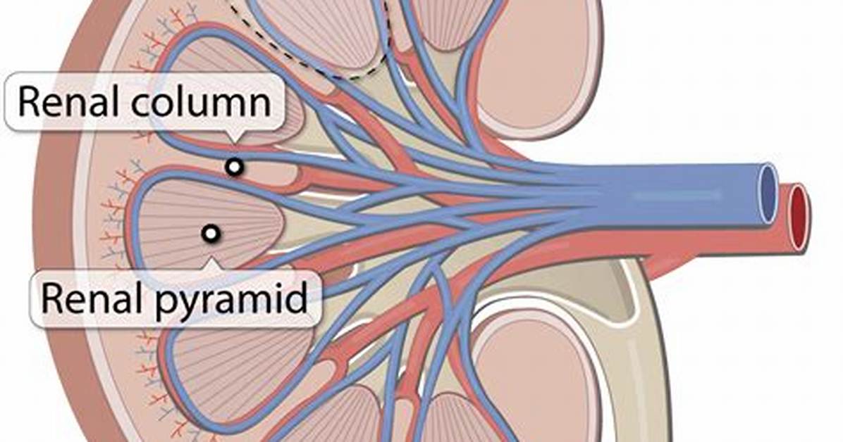 Renal Pyramid Function