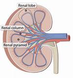Renal Pyramid Function