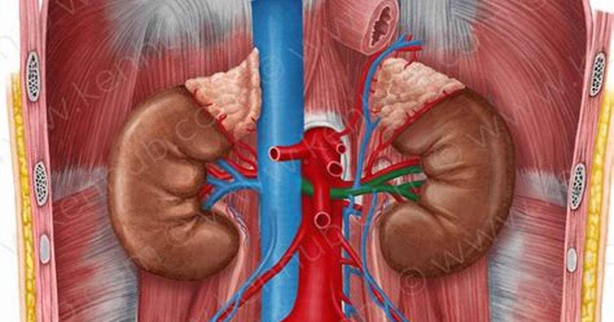 Renal Vein Function