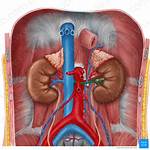 Renal Vein Function