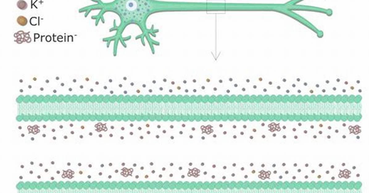 Resting Neuron
