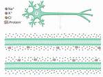 Resting Neuron