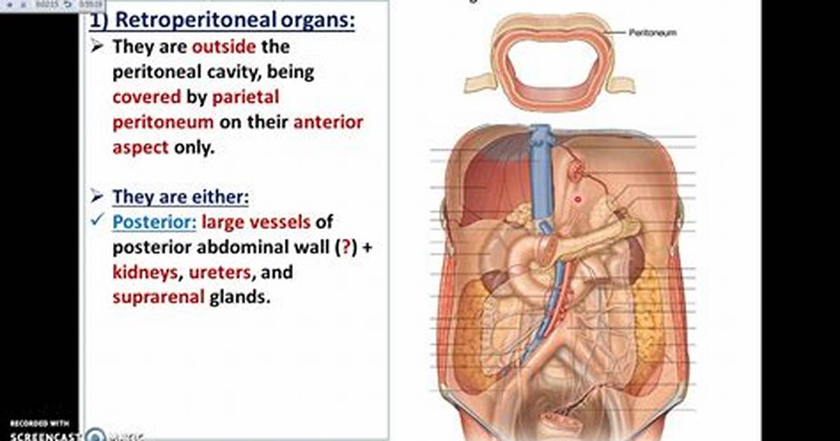 Retroperitoneal Structures