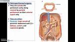 Retroperitoneal Structures