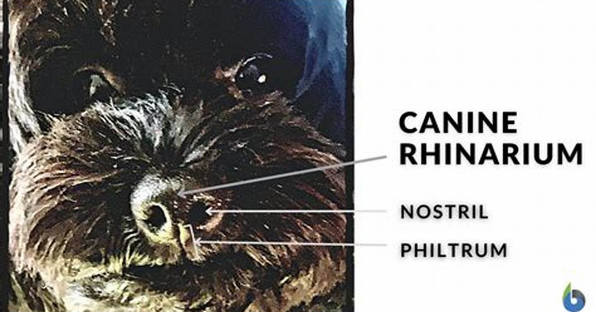 Rhinarium