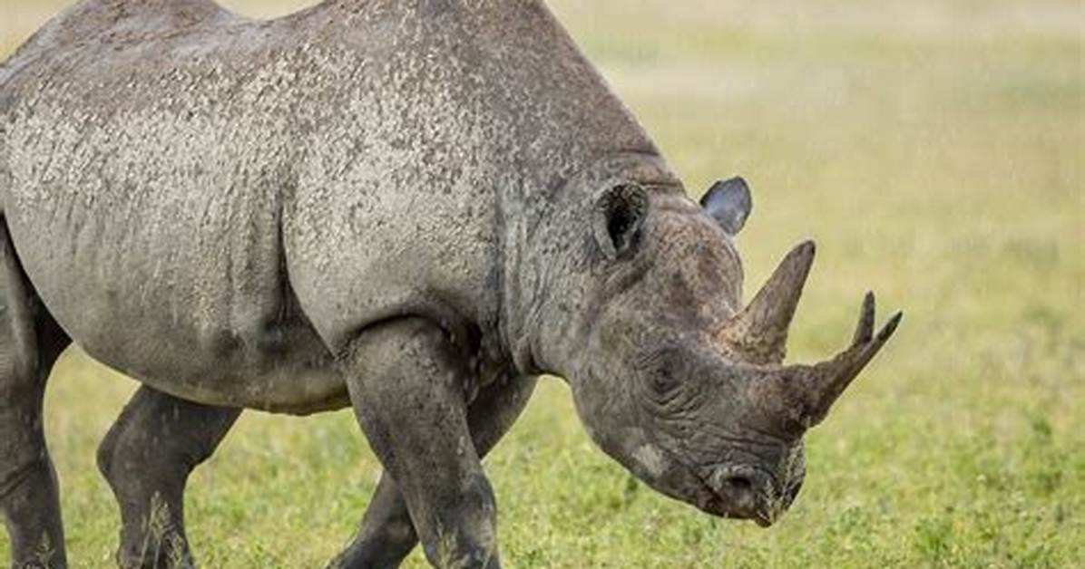 Rhino