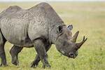 Rhino