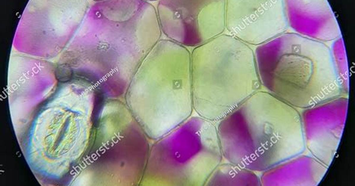 Rhoeo Leaf