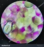 Rhoeo Leaf