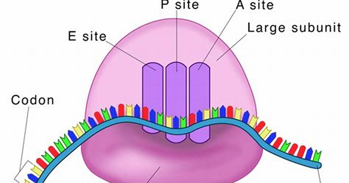 Ribosomes Structure