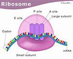Ribosomes Structure