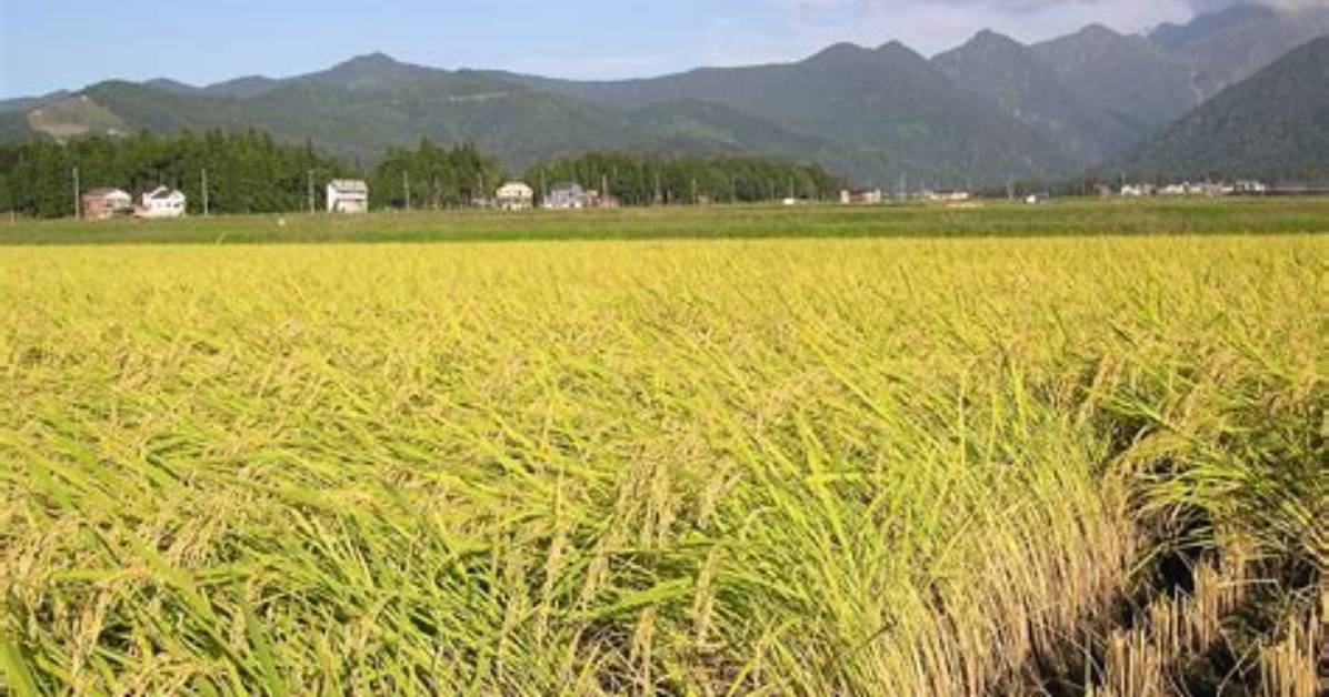 Rice Field