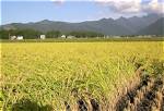 Rice Field