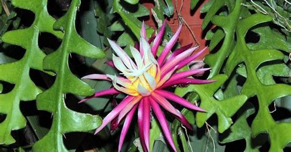 Rick Rack Cactus