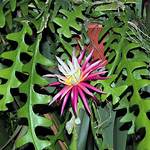 Rick Rack Cactus