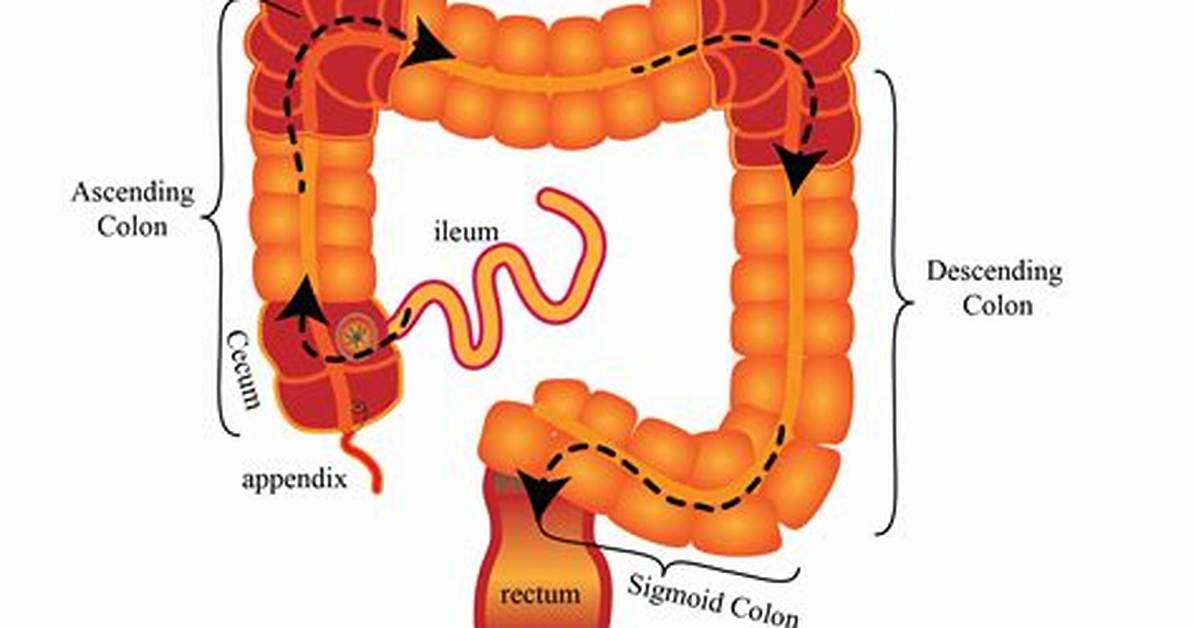 Right Colic Flexure