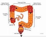 Right Colic Flexure