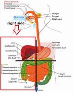 Right Side Organs