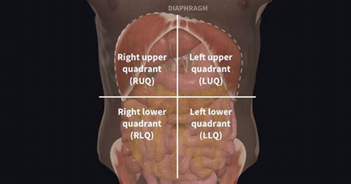 Right Upper Quadrant Organs