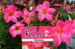 Rio Flowers