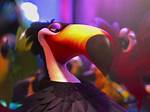 Rio Toucan