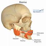 Risorius Muscle