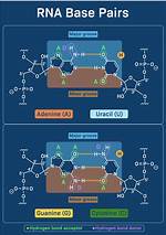 Rna Base Pairs