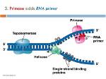 Rna Primase
