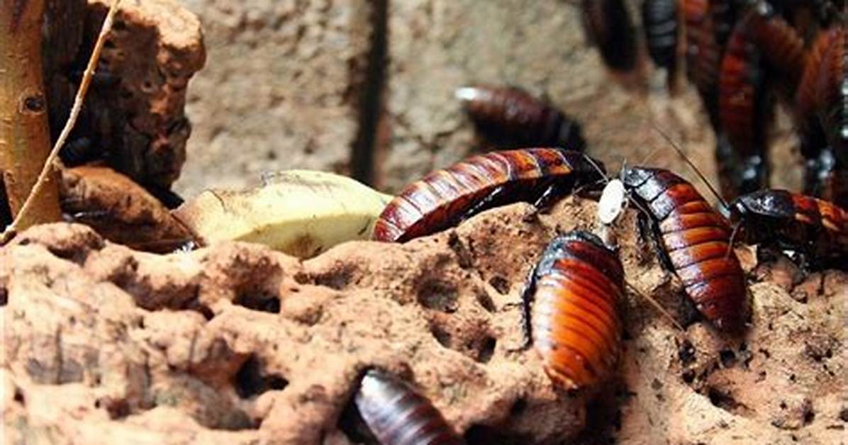 Roach Nest