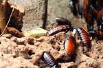 Roach Nest
