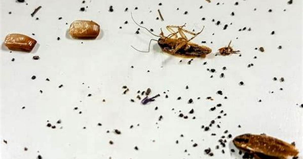 Roach Poop