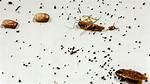 Roach Poop