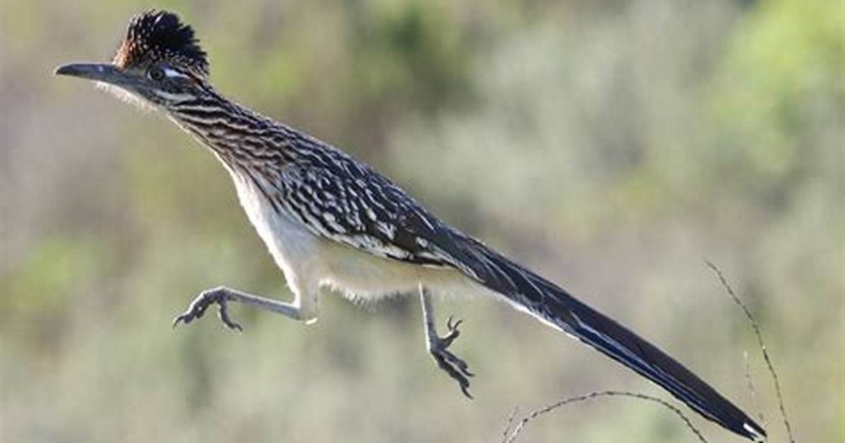 Road Runner Bird