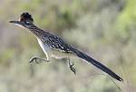 Road Runner Bird