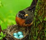 Robin Bird Eggs
