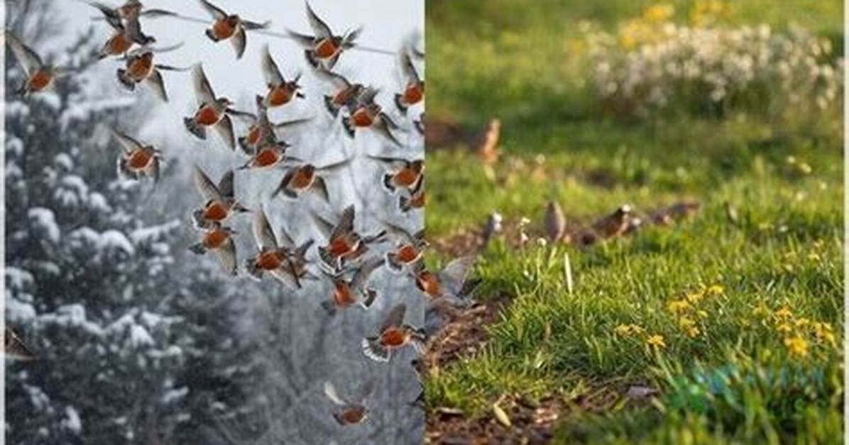 Robins Migration